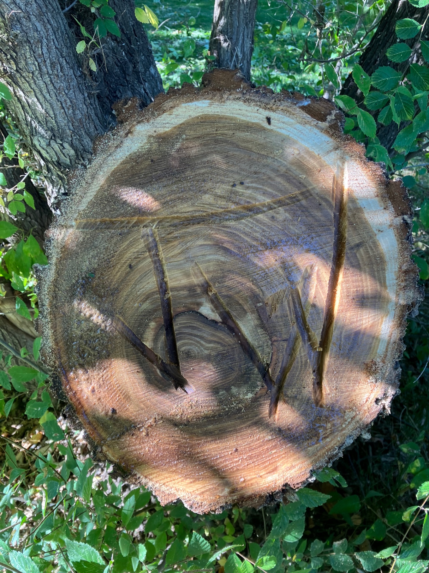 Tree stump with JW initials carved into the wood, signature of J D Weber Tree Service