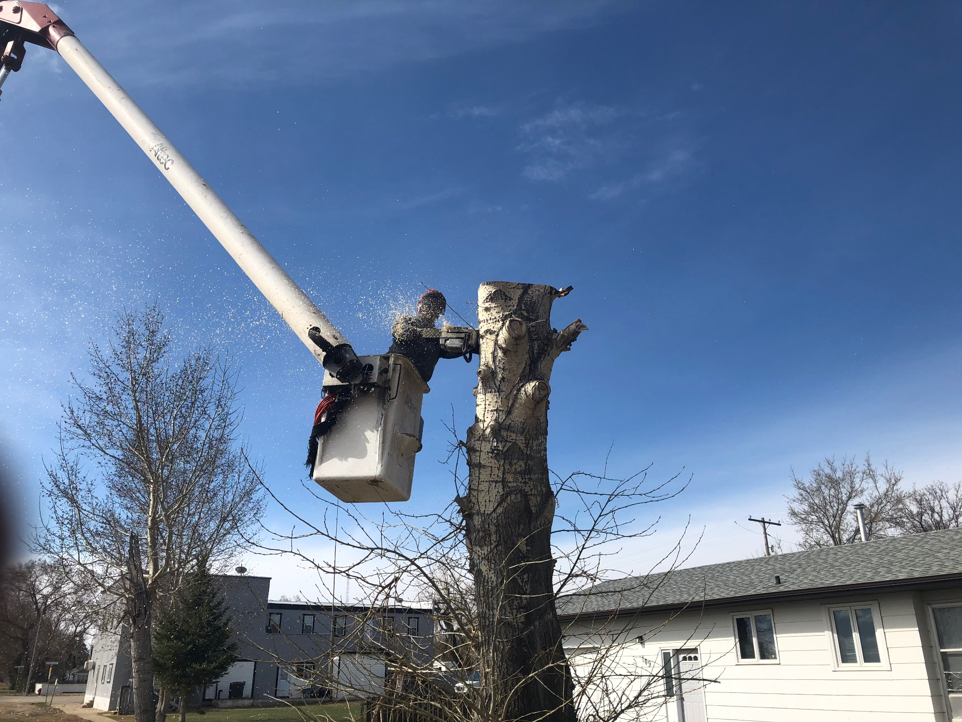 Trimming & Pruning