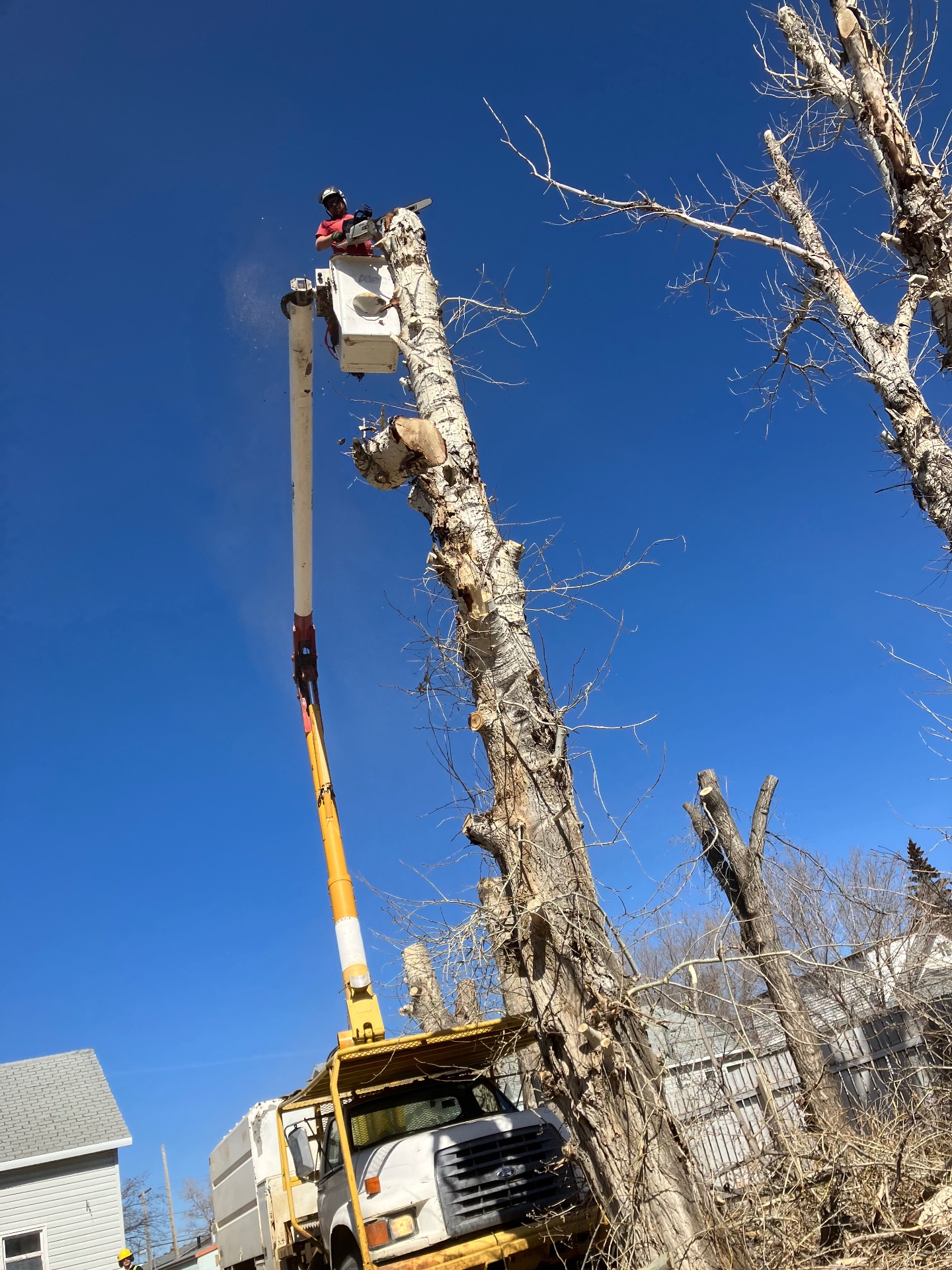 Precision Tree Removal