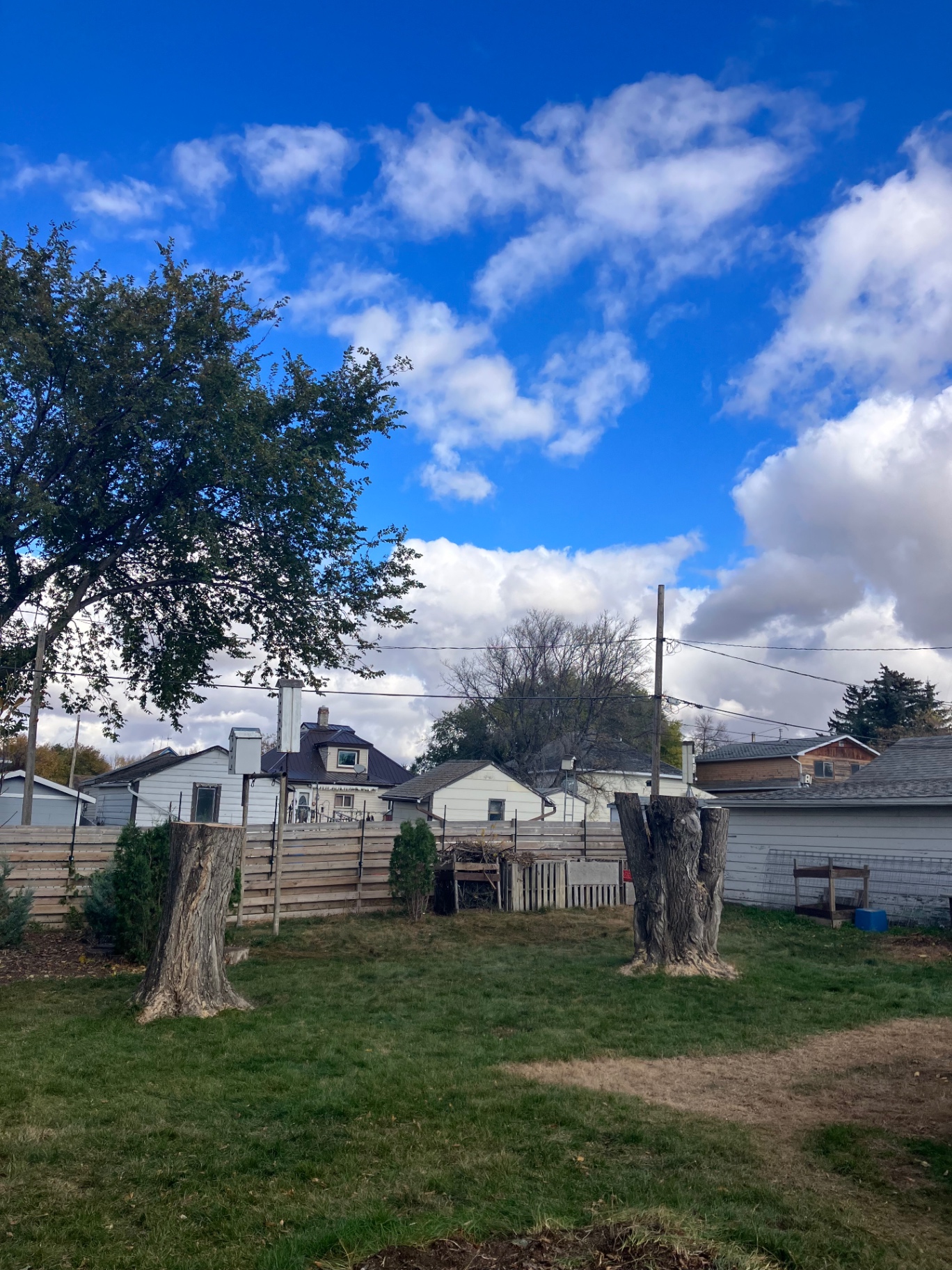 Clean stump cuts left after a backyard tree removal